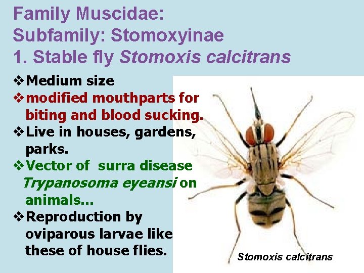 Family Muscidae: Subfamily: Stomoxyinae 1. Stable fly Stomoxis calcitrans v. Medium size vmodified mouthparts