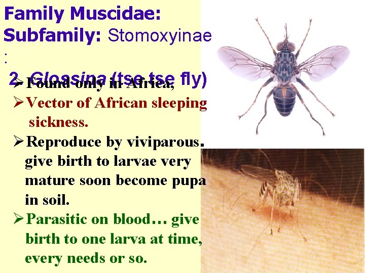 Family Muscidae: Subfamily: Stomoxyinae : 2. Glossina (tse fly) ØFound only in Africa, ØVector