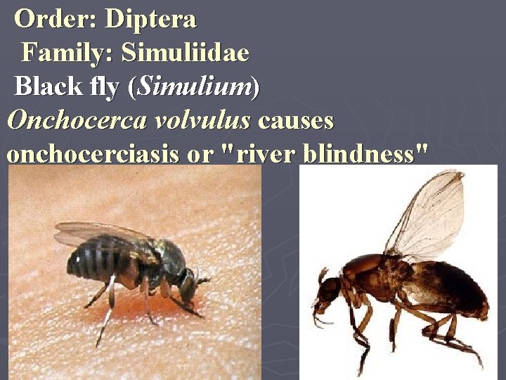 Order: Diptera Family: Simuliidae Black fly (Simulium) Onchocerca volvulus causes onchocerciasis or "river blindness"