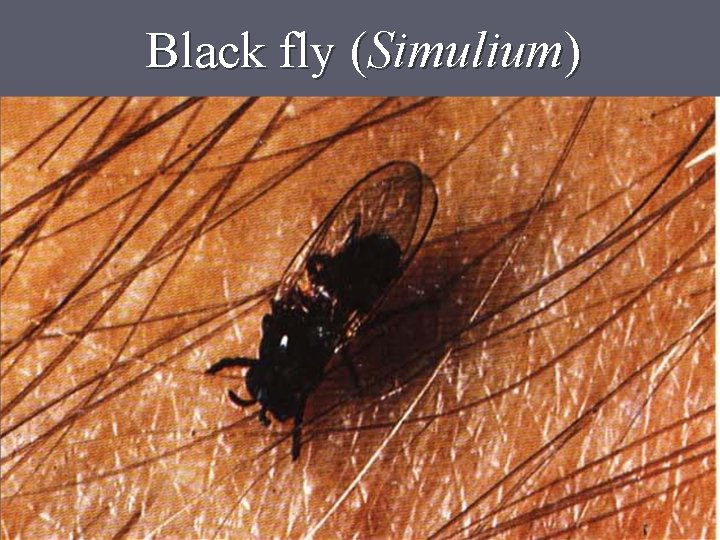 Black fly (Simulium) 