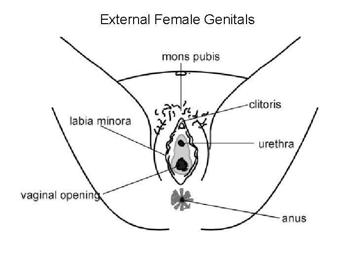 External Female Genitals 