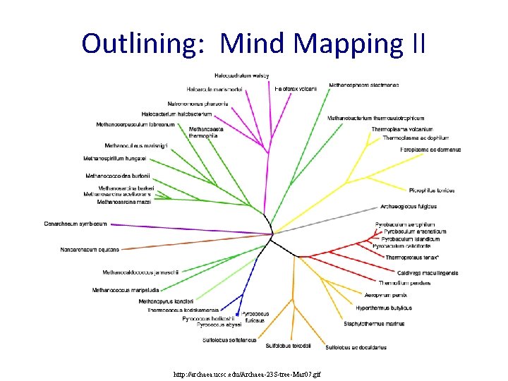 Outlining: Mind Mapping II http: //archaea. ucsc. edu/Archaea-23 S-tree-Mar 07. gif 