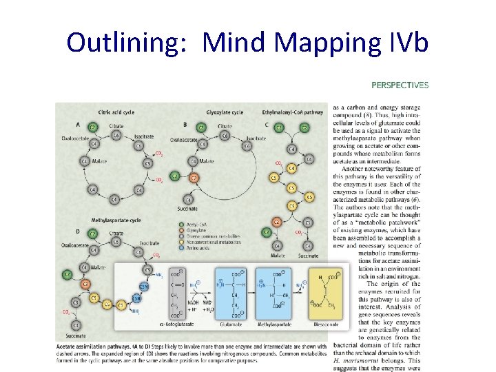 Outlining: Mind Mapping IVb 