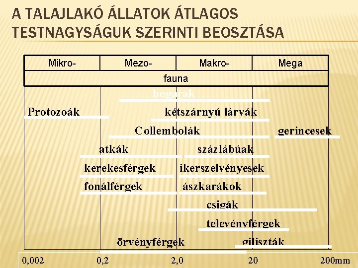 A TALAJLAKÓ ÁLLATOK ÁTLAGOS TESTNAGYSÁGUK SZERINTI BEOSZTÁSA Mikro- Mezo- Makro- Mega fauna bogarak Protozoák