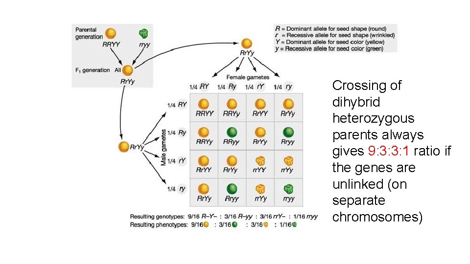 Crossing of dihybrid heterozygous parents always gives 9: 3: 3: 1 ratio if the