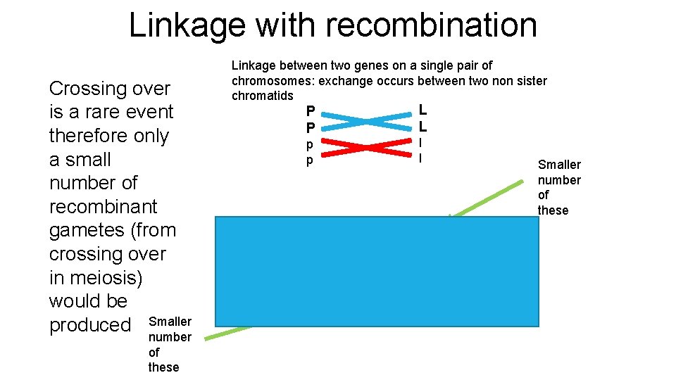 Linkage with recombination Crossing over is a rare event therefore only a small number