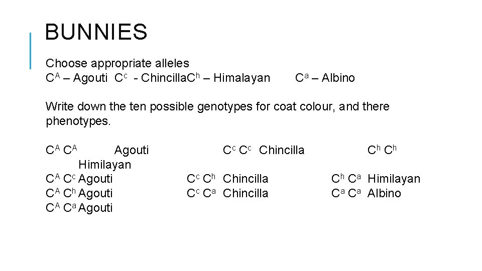 BUNNIES Choose appropriate alleles CA – Agouti Cc - Chincilla. Ch – Himalayan Ca