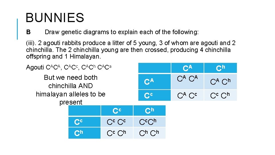 BUNNIES B Draw genetic diagrams to explain each of the following: (iii). 2 agouti