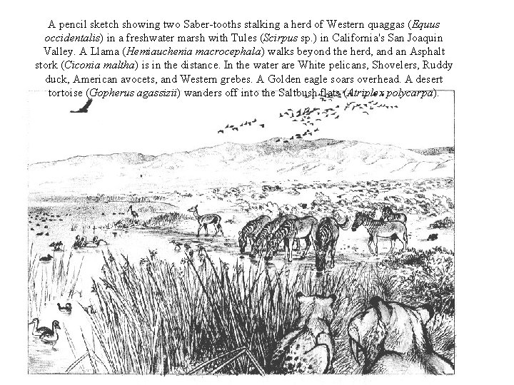  A pencil sketch showing two Saber-tooths stalking a herd of Western quaggas (Equus