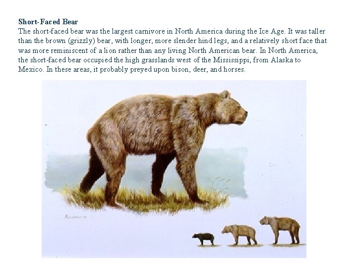 Short-Faced Bear The short-faced bear was the largest carnivore in North America during the