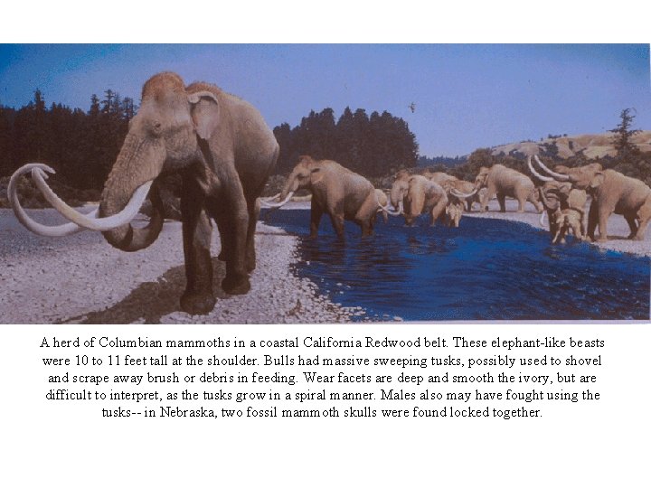 A herd of Columbian mammoths in a coastal California Redwood belt. These elephant-like beasts