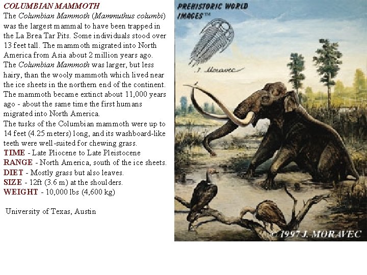 COLUMBIAN MAMMOTH The Columbian Mammoth (Mammuthus columbi) was the largest mammal to have been