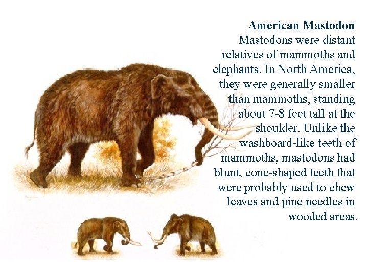 American Mastodons were distant relatives of mammoths and elephants. In North America, they were