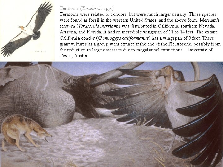 Teratorns (Teratornis spp. ) Teratorns were related to condors, but were much larger usually.