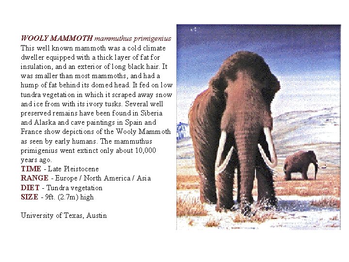 WOOLY MAMMOTH mammuthus primigenius This well known mammoth was a cold climate dweller equipped
