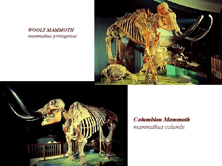 WOOLY MAMMOTH mammuthus primigenius Columbian Mammoth mammuthus columbi 