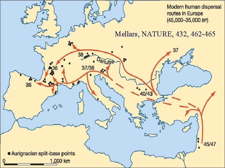 Mellars, NATURE, 432, 462 -465 