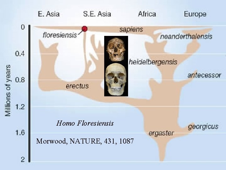 Homo Floresiensis Morwood, NATURE, 431, 1087 
