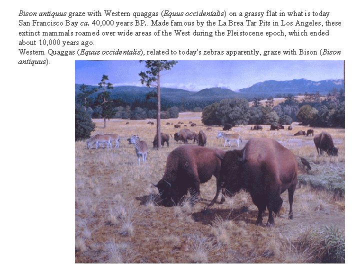 Bison antiquus graze with Western quaggas (Equus occidentalis) on a grassy flat in what