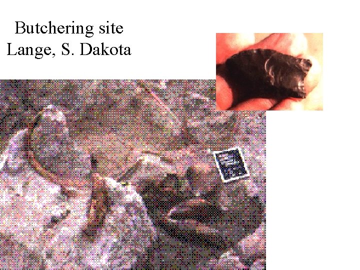 Butchering site Lange, S. Dakota 