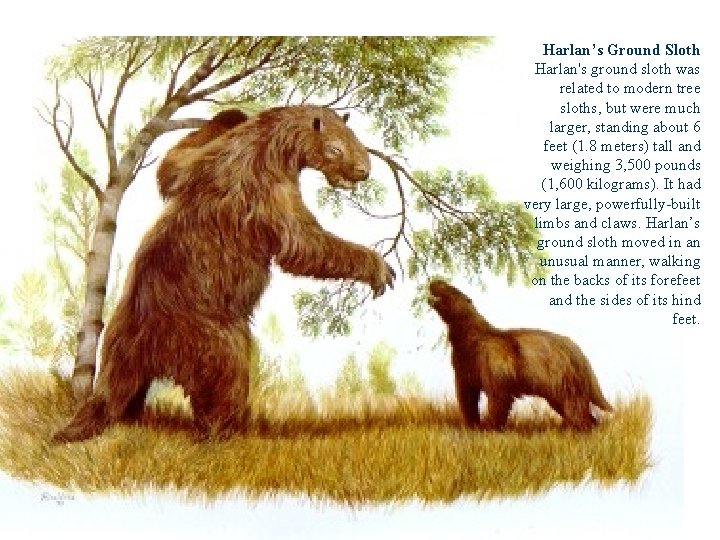 Harlan’s Ground Sloth Harlan's ground sloth was related to modern tree sloths, but were