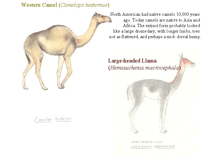 Western Camel (Camelops hesternus) North American had native camels 10, 000 years ago. Today