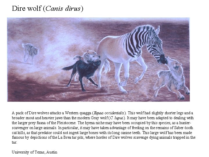 Dire wolf (Canis dirus) A pack of Dire wolves attacks a Western quagga (Equus