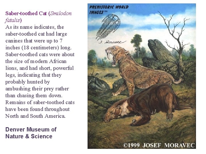 Saber-toothed Cat (Smilodon fatalis) As its name indicates, the saber-toothed cat had large canines