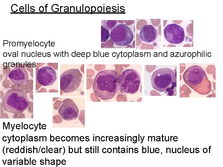 Cells of Granulopoiesis Promyelocyte oval nucleus with deep blue cytoplasm and azurophilic granules Myelocyte