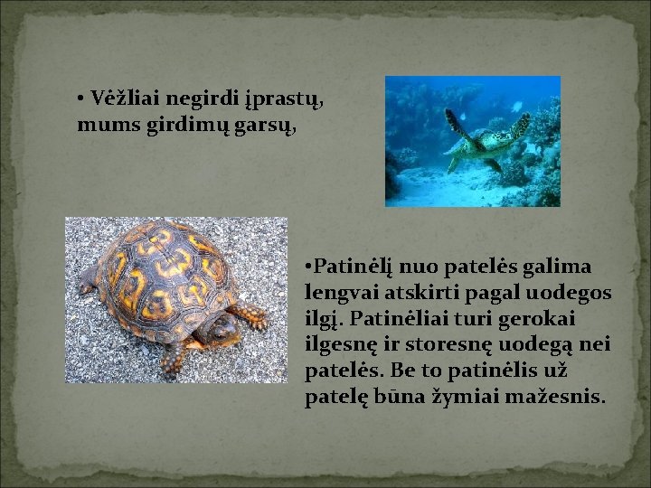  • Vėžliai negirdi įprastų, mums girdimų garsų, • Patinėlį nuo patelės galima lengvai