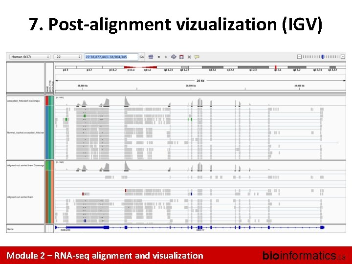 7. Post-alignment vizualization (IGV) Module 2 – RNA-seq alignment and visualization bioinformatics. ca 