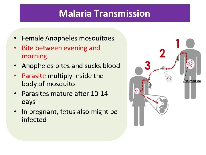 Malaria Transmission • Female Anopheles mosquitoes • Bite between evening and morning • Anopheles