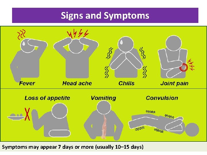 Signs and Symptoms may appear 7 days or more (usually 10– 15 days) 