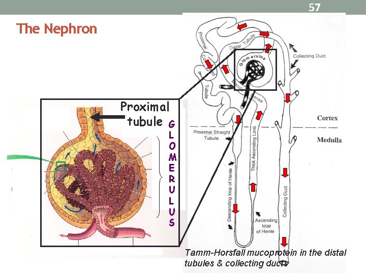 57 The Nephron Proximal tubule G L O M E R U L U