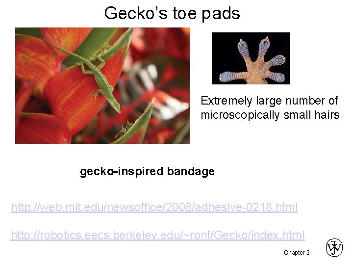 Gecko’s toe pads Extremely large number of microscopically small hairs gecko-inspired bandage http: //web.