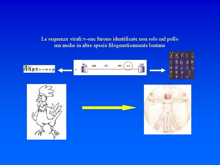 Le sequenze virali: v-onc furono identificate non solo nel pollo ma anche in altre