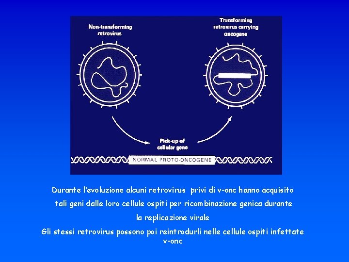 Durante l’evoluzione alcuni retrovirus privi di v-onc hanno acquisito tali geni dalle loro cellule