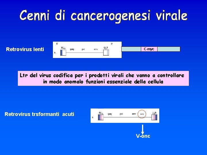 Retrovirus lenti C-myc Ltr del virus codifica per i prodotti virali che vanno a