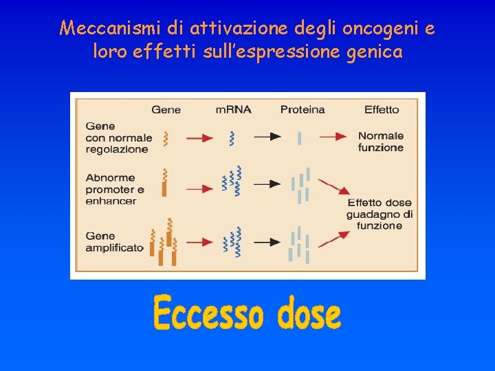 Meccanismi di attivazione degli oncogeni e loro effetti sull’espressione genica 