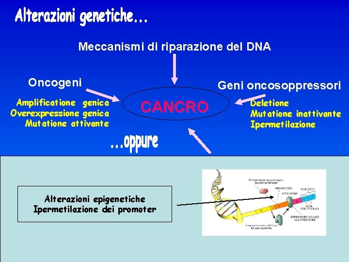 Meccanismi di riparazione del DNA Oncogeni Amplificatione genica Overexpressione genica Mutatione attivante Geni oncosoppressori