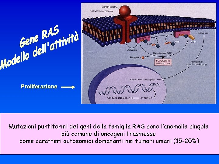 Proliferazione Mutazioni puntiformi dei geni della famiglia RAS sono l’anomalia singola più comune di