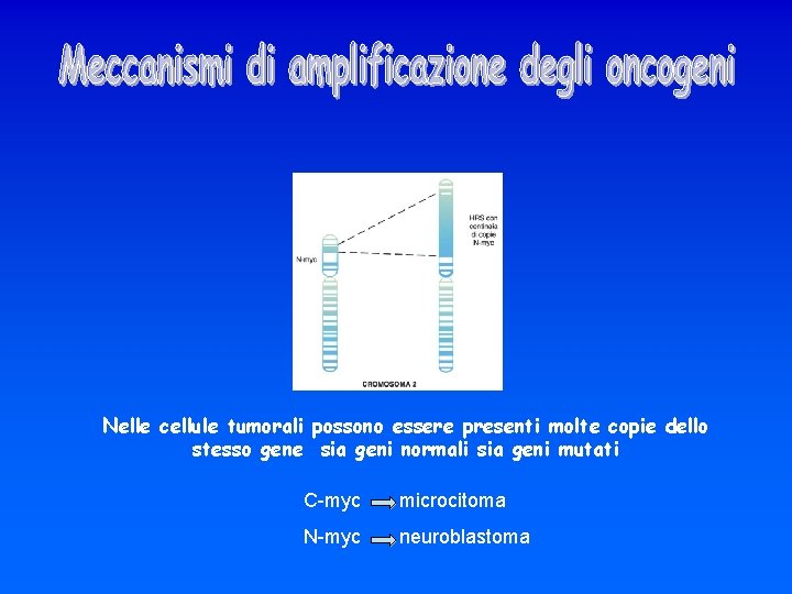 Nelle cellule tumorali possono essere presenti molte copie dello stesso gene sia geni normali