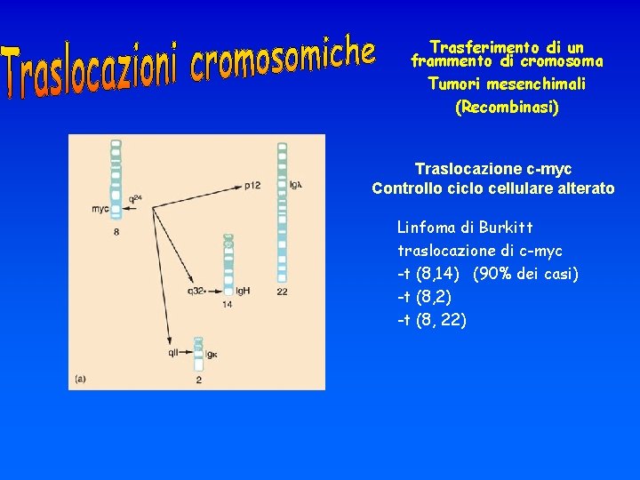 Trasferimento di un frammento di cromosoma Tumori mesenchimali (Recombinasi) Traslocazione c-myc Controllo ciclo cellulare