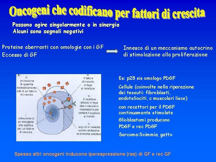 Possono agire singolarmente o in sinergia Alcuni sono segnali negativi Proteine aberranti con omologie