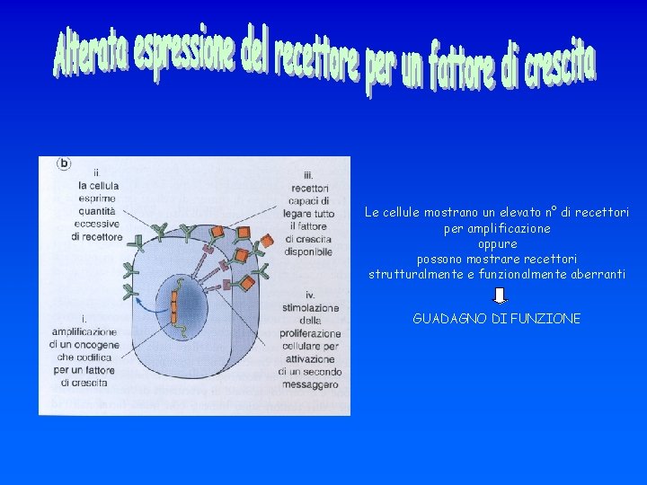 Le cellule mostrano un elevato n° di recettori per amplificazione oppure possono mostrare recettori