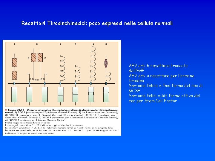 Recettori Tirosinchinasici: poco espressi nelle cellule normali AEV erb-b recettore troncato dell’EGF AEV erb-a
