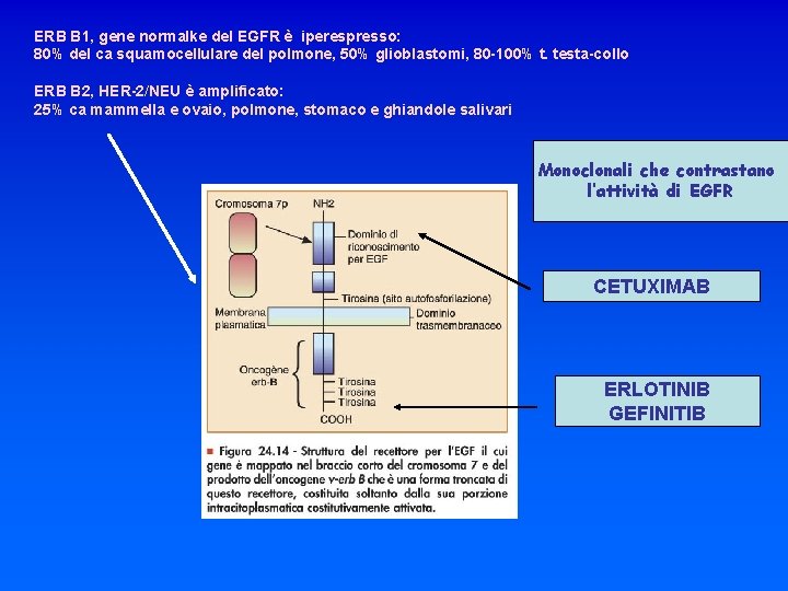ERB B 1, gene normalke del EGFR è iperespresso: 80% del ca squamocellulare del