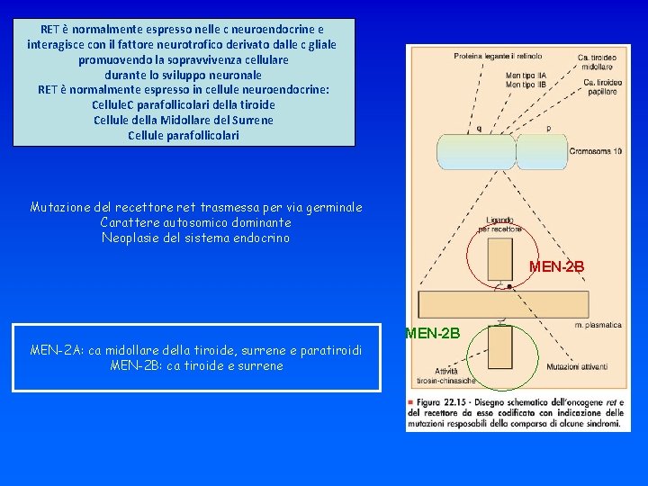 RET è normalmente espresso nelle c neuroendocrine e interagisce con il fattore neurotrofico derivato
