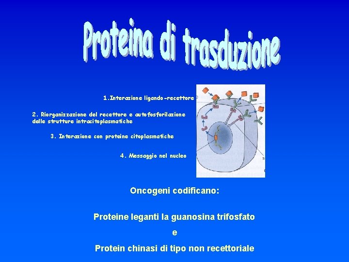 1. Interazione ligando-recettore 2. Riorganizzazione del recettore e autofosforilazione delle strutture intracitoplasmatiche 3. Interazione