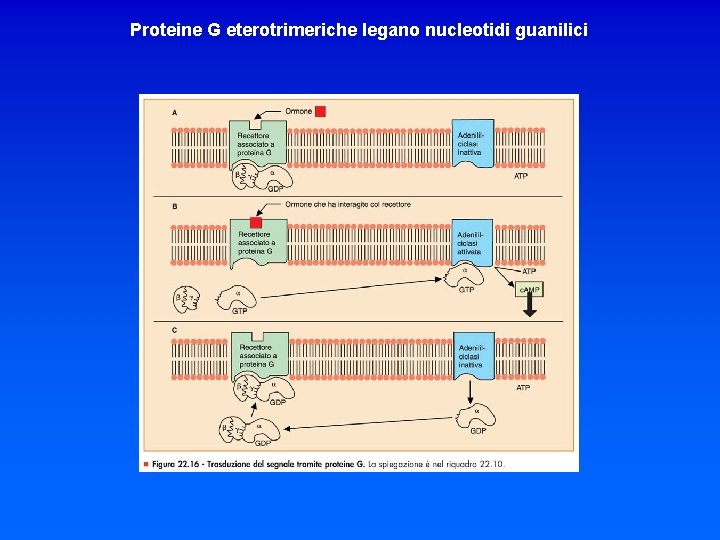 Proteine G eterotrimeriche legano nucleotidi guanilici 